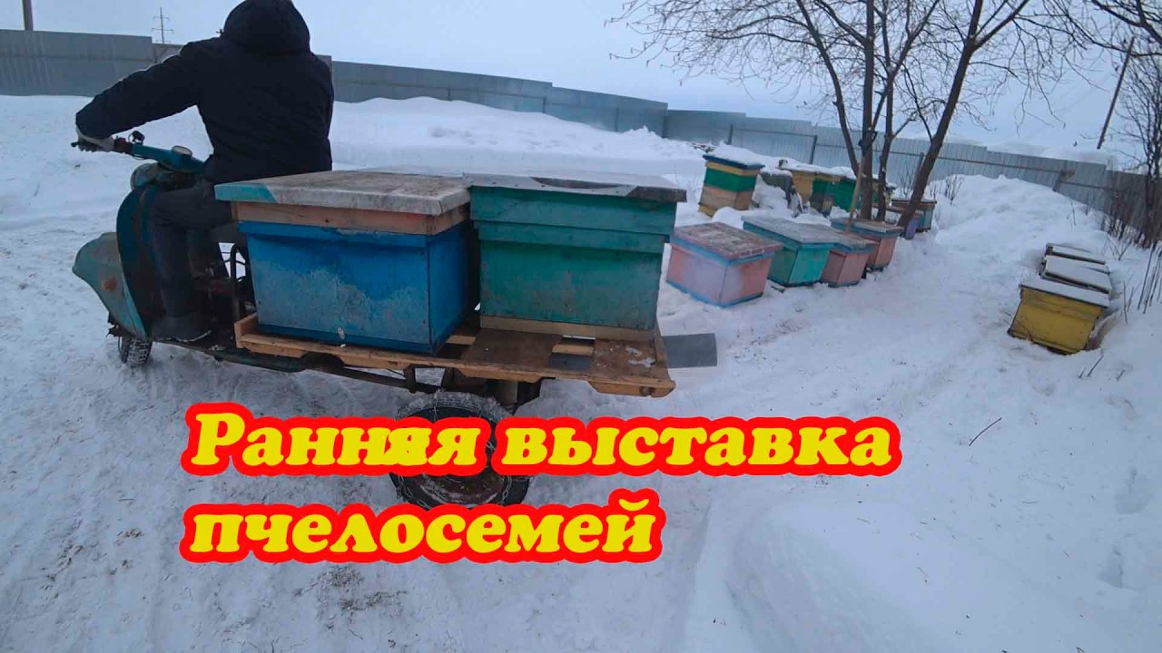 РАННЯЯ ВЫСТАВКА ПЧЁЛ ИЗ ЗИМОВНИКА