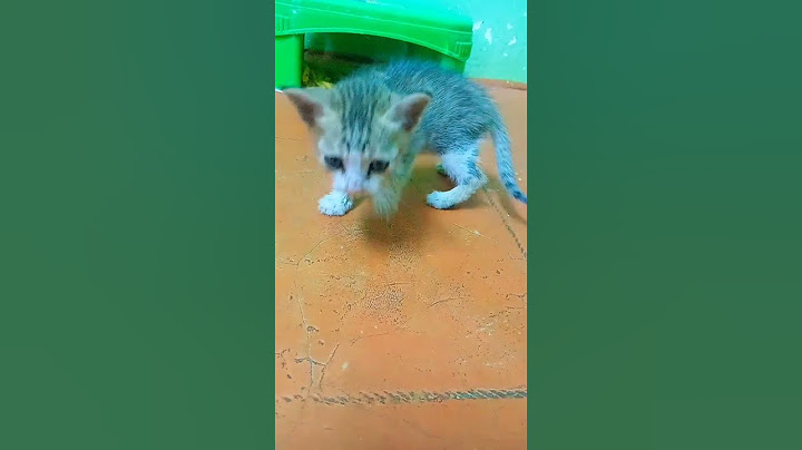😂பணம் இருந்தா தான் எல்லாமே.. #funny #kitten #petscomedy@#cute #fancyworld #catvideos #catmotivation