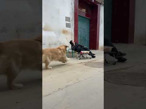 A Golden Retriever That Doesn T Hold Grudges Funny Golden Retriever Meng Chong Debut Plan 