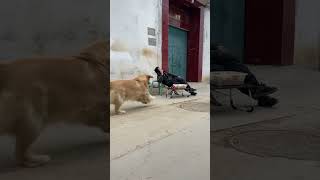 A golden retriever that doesn t hold grudges#Funny Golden Retriever#Meng chong debut plan#