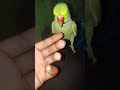 #parrot #comedy #talkingparrot #funny #cute #shortsyoutube