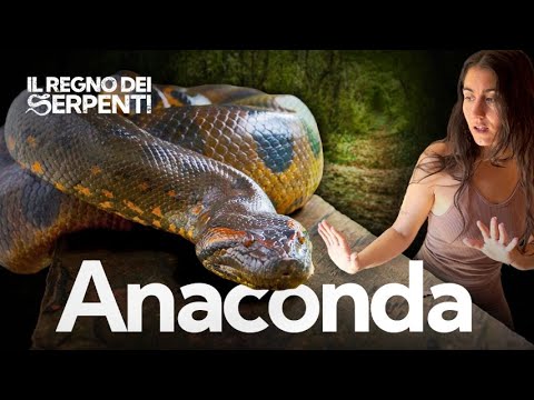 Anaconda: How Big Is It Really? What You Don't Know About the Amazonian Giant