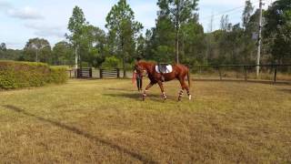 Owata Park Elegant Ruby Lunge