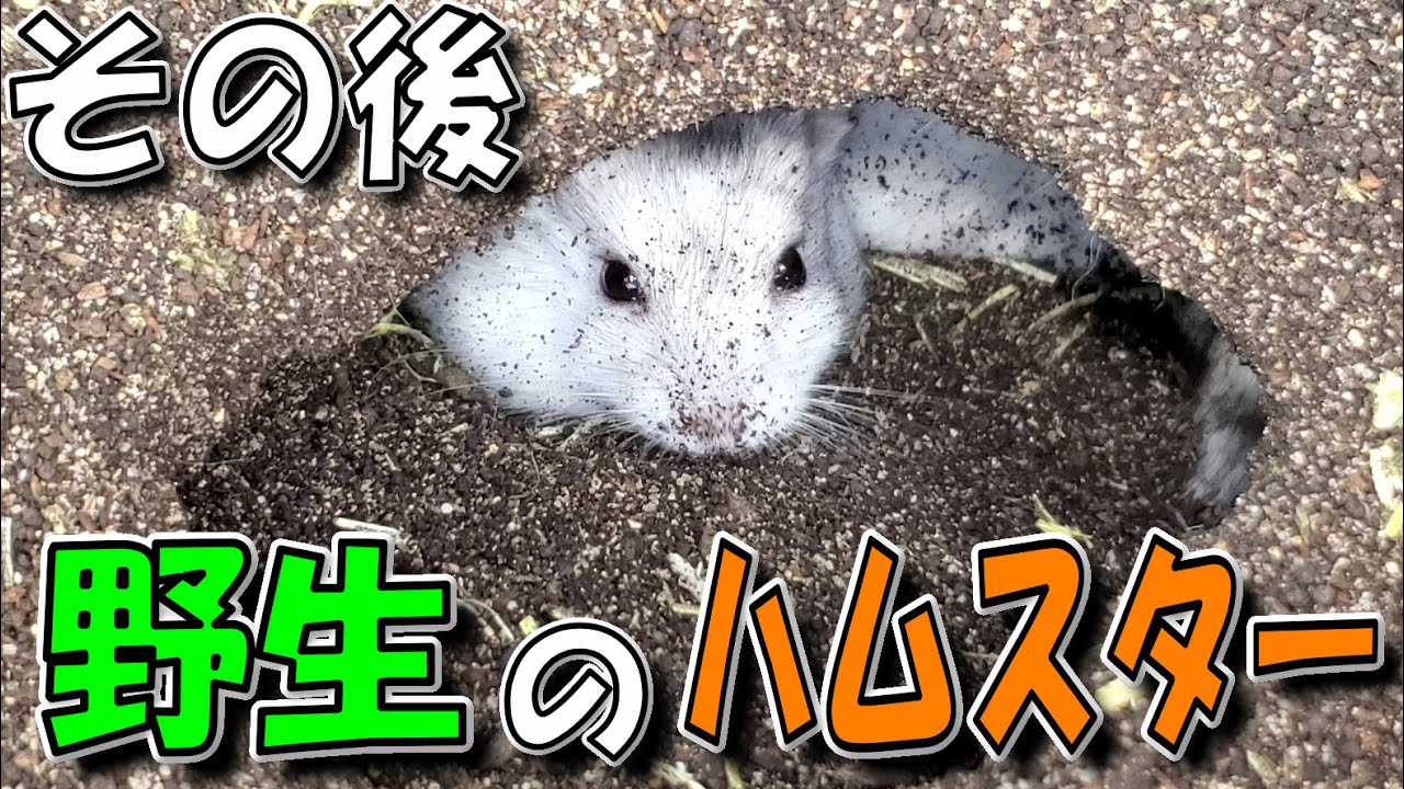 捕まえた野良ハムの飼育 ジャンガリアンハムスター 飼い方 かわいい 土飼育 土産子 ペット 小動物 Keeping A Hamster In The Soil Youtube