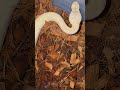 She’s stunning !! #ballpython #morph #pastel #champagne #fyp