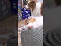 姉犬の遊びの誘いは断れない弟犬が可愛い😂💦【ボーダーコリー・オーストラリアンシェパード】#shorts