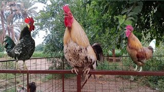 Chicken Crowing Sounds Effects L Video Of The Rooster Sounds