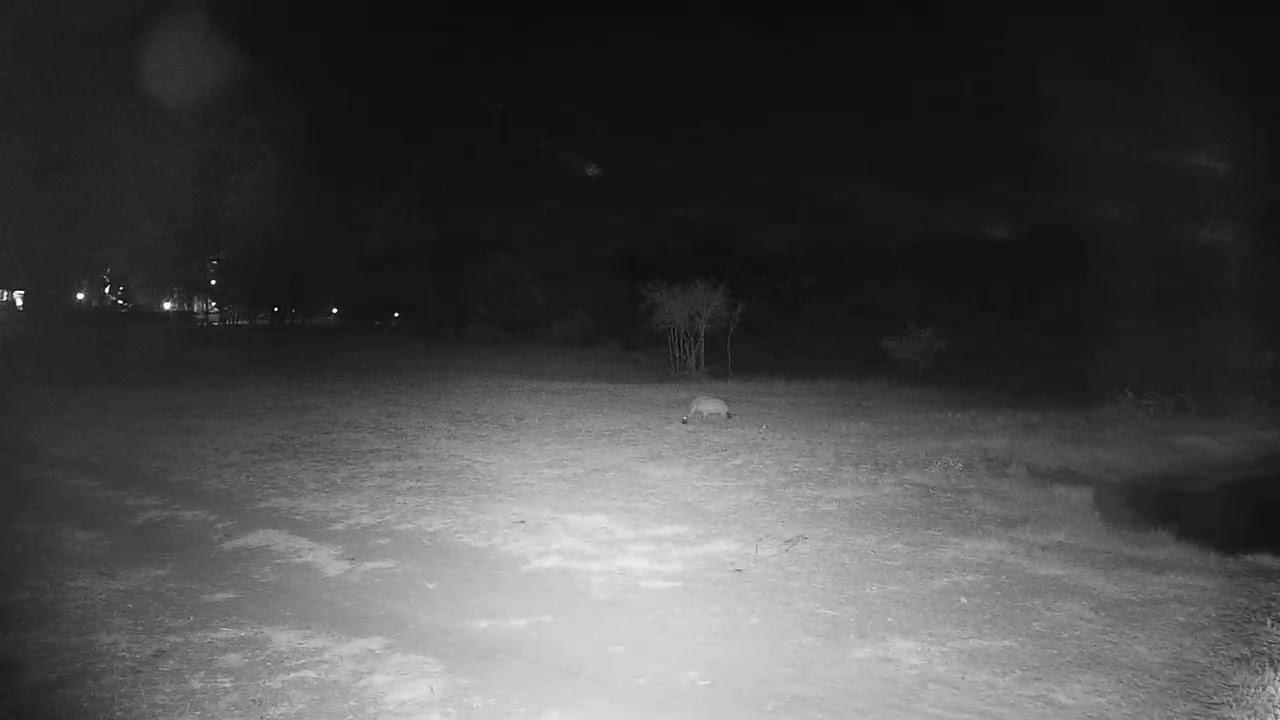 camera iphone 8 plus apk Djuma: Lone Hyena - 07/14/19