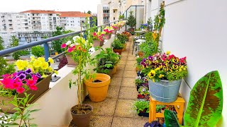Planting a LOT Of Petunias On My Balcony