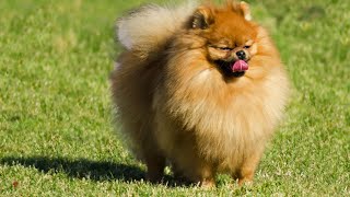 Pomeranian Agility Training Fails Oops Moments