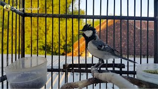 Download Lagu Sekali PANCING Di Jamin Glatik Batu Lain Pasti LANGSUNG Ikut BUNYI GACOR MP3