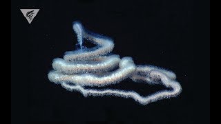 Discovering new ocean life: An Earth Day celebration