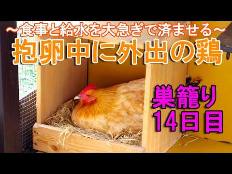 抱卵中に外出のニワトリ～産箱で巣籠り中の名古屋コーチン雌鶏は1日1回