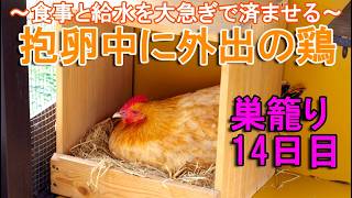 抱卵中に外出のニワトリ～産箱で巣籠り中の名古屋コーチン雌鶏は1日1回