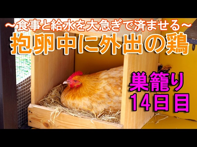 抱卵中に外出のニワトリ～産箱で巣籠り中の名古屋コーチン雌鶏は1日1回