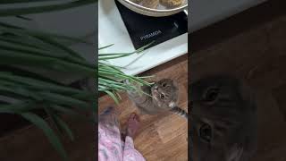 #cat #cats #catshorts #catvideos #catlovers #catmemes #котики #кот #смех #сміх #animals #animal