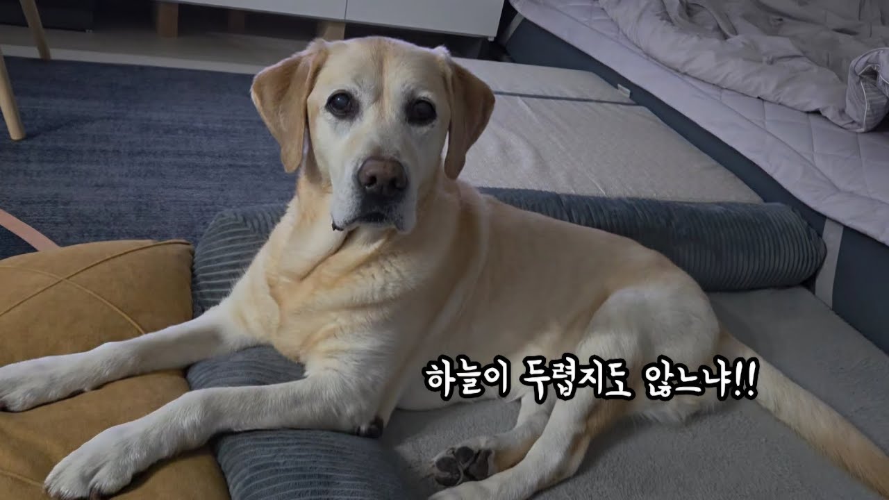 떼 쓰는게 말도 안되게 심해진 리트리버