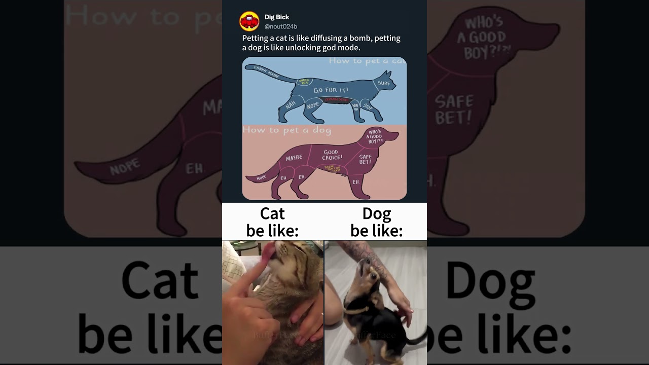 Petting a dog vs petting a cat 😾🐶