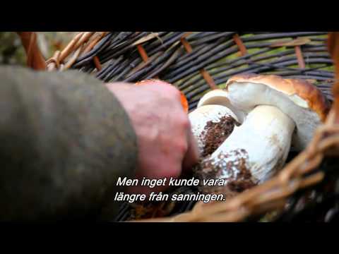 Video: Svampens livscyklus og information - Lær om svamp i haver