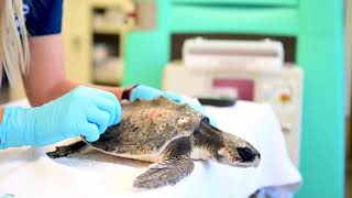 SeaWorld Orlando Year in Review | 2020