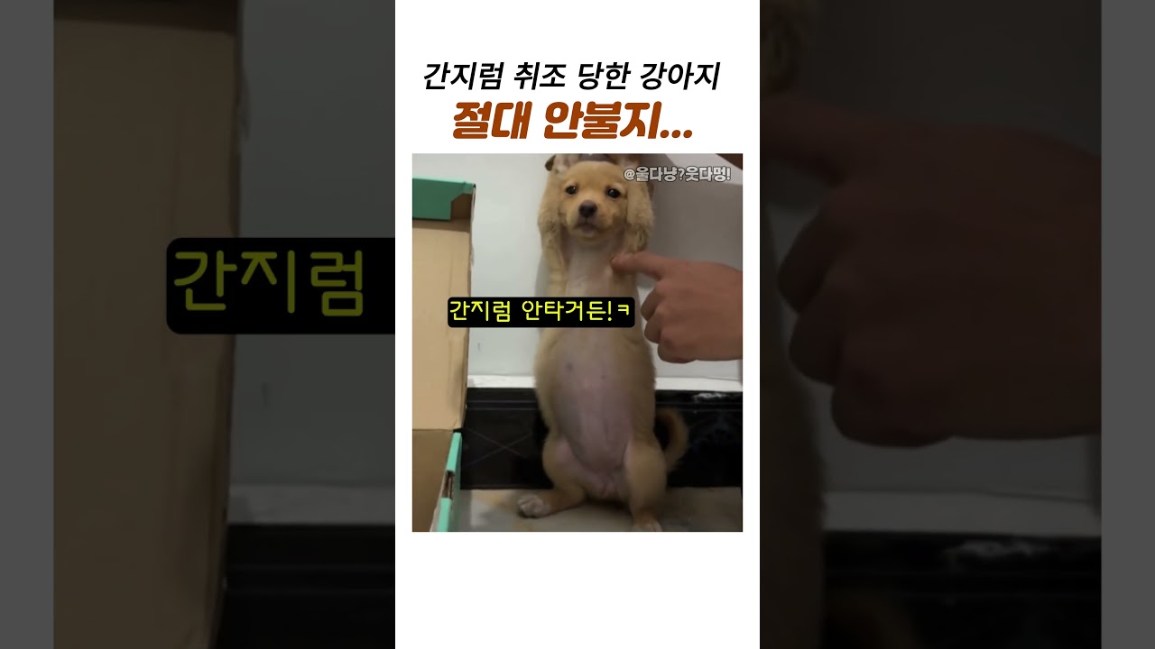 취조당한 강아지 절대안불어