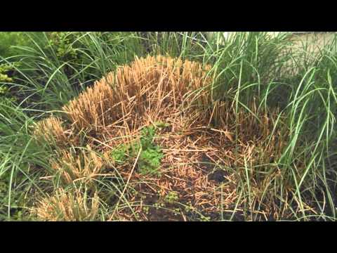 Βίντεο: Floppy Ornamental Grasses - Why Ornamental Grass Falls Over