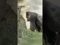 Jabali and Ringo's #gorilla #funnygorilla #wildlife #shorts #animals #park #cuteanimals