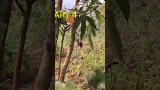 Download Lagu #baygarung #đanchivlog #nature #garung #birds #wildlife /bẫy gà rừng MP3