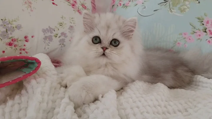 Watch the video about Kitten Playing and making biscuits!