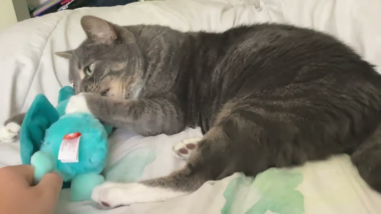 My cat won’t give  me my stuffy back