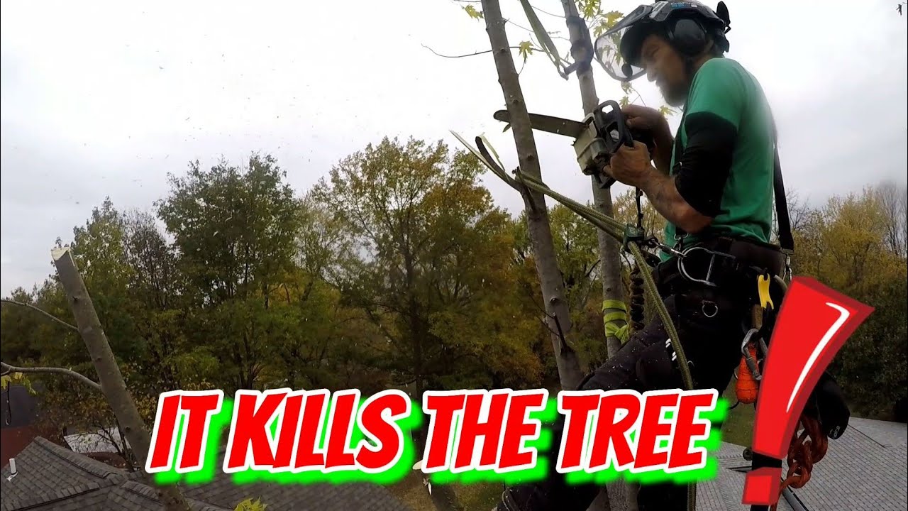 ⚠️TOPPING TREES ⚠️/ IS IT GOOD OR BAD? - YouTube