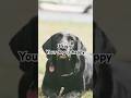 3 signs your dog is happy!!! #shorts #puppy #dog