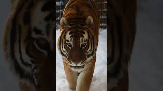 Bronevik Exploring The Snow | Blank Park Zoo  #animals #nature #shorts
