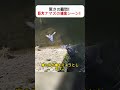 驚きの瞬間！ 巨大ナマズの捕食シーン！ #ナマズ #捕食シーン #野生動物 #自然観察 #小川の生態