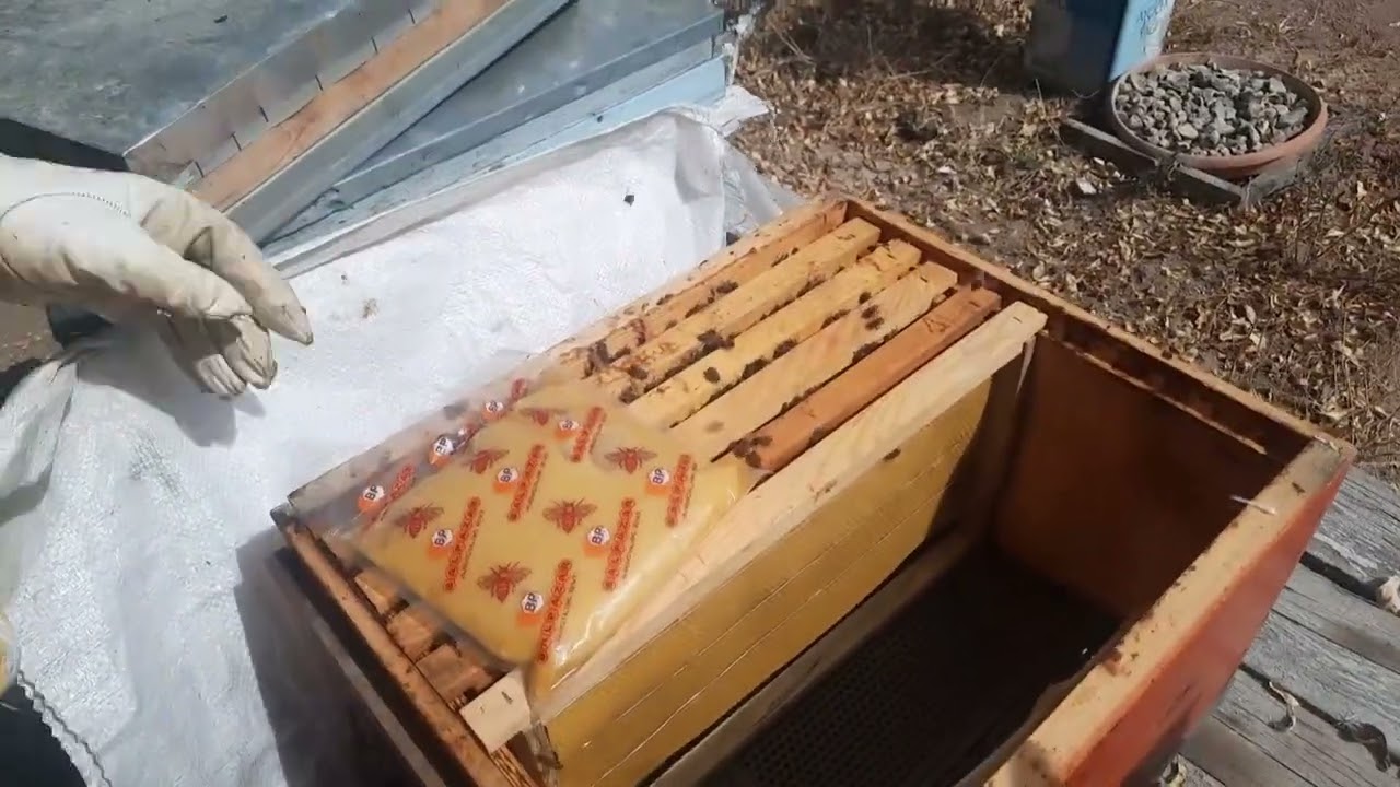 Arılara Sonbahar Bakımı