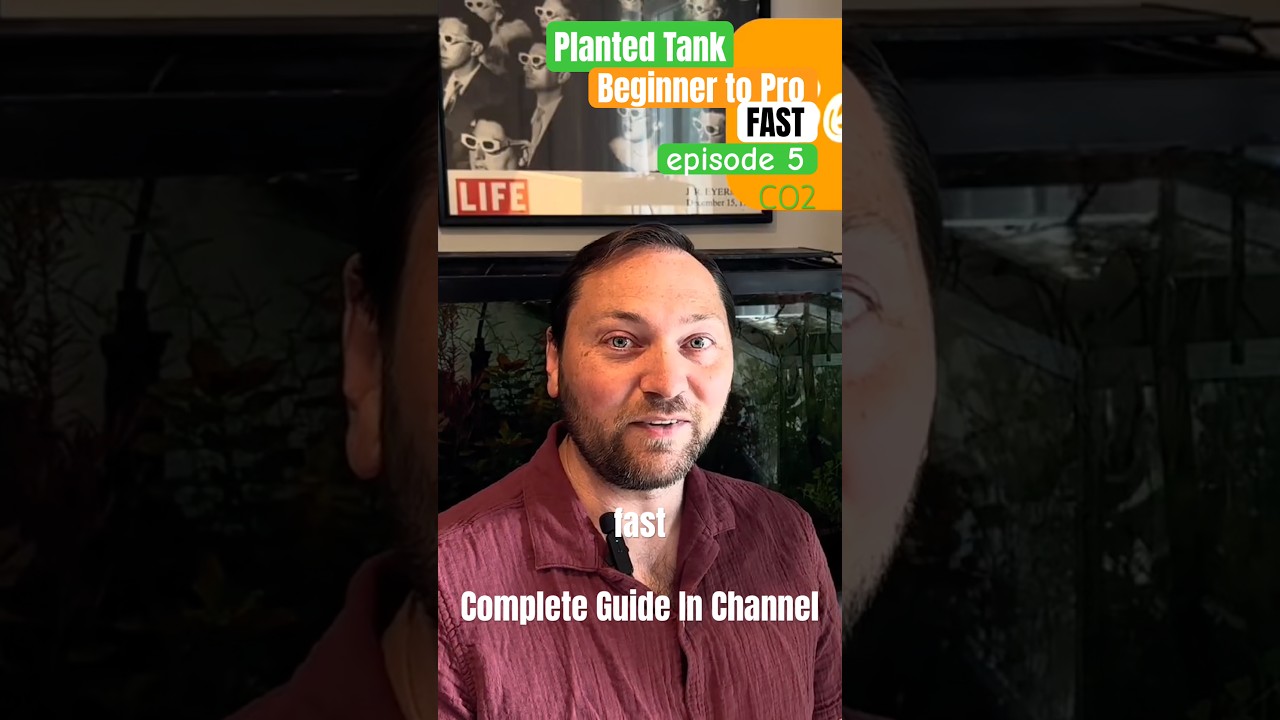 Co2 Guide! Beginner to Pro Fast Episode 5.