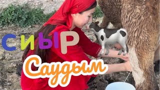 Сиыр саудым🥱🐄#рекомендации #сиыр #қора#рек #ютуб