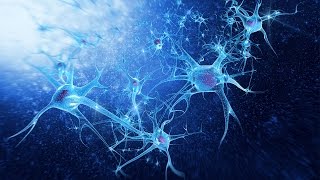 Human Physiology - Ionic Basis of Action Potential, Part II