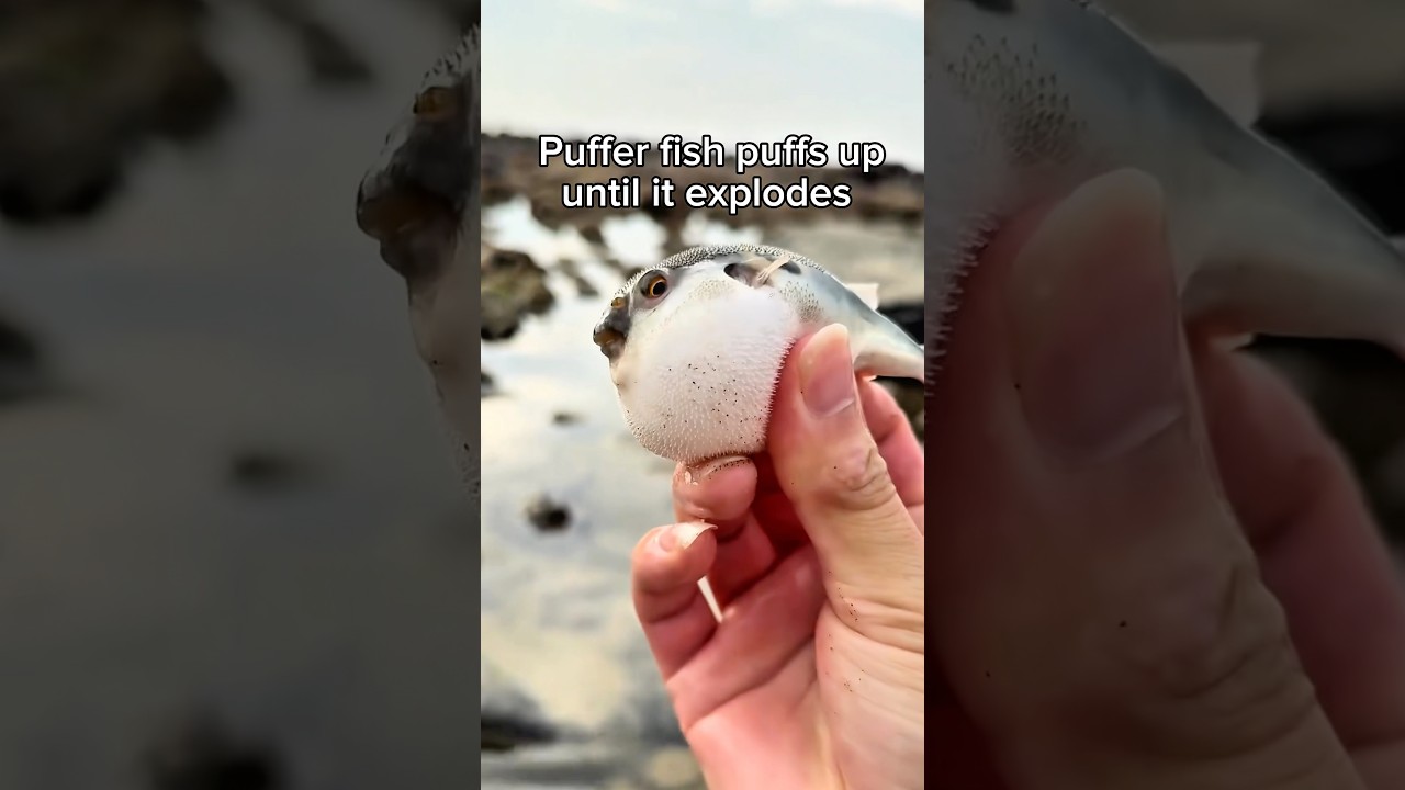 Exploding Pufferfish - Nature’s Most Dramatic Exit 