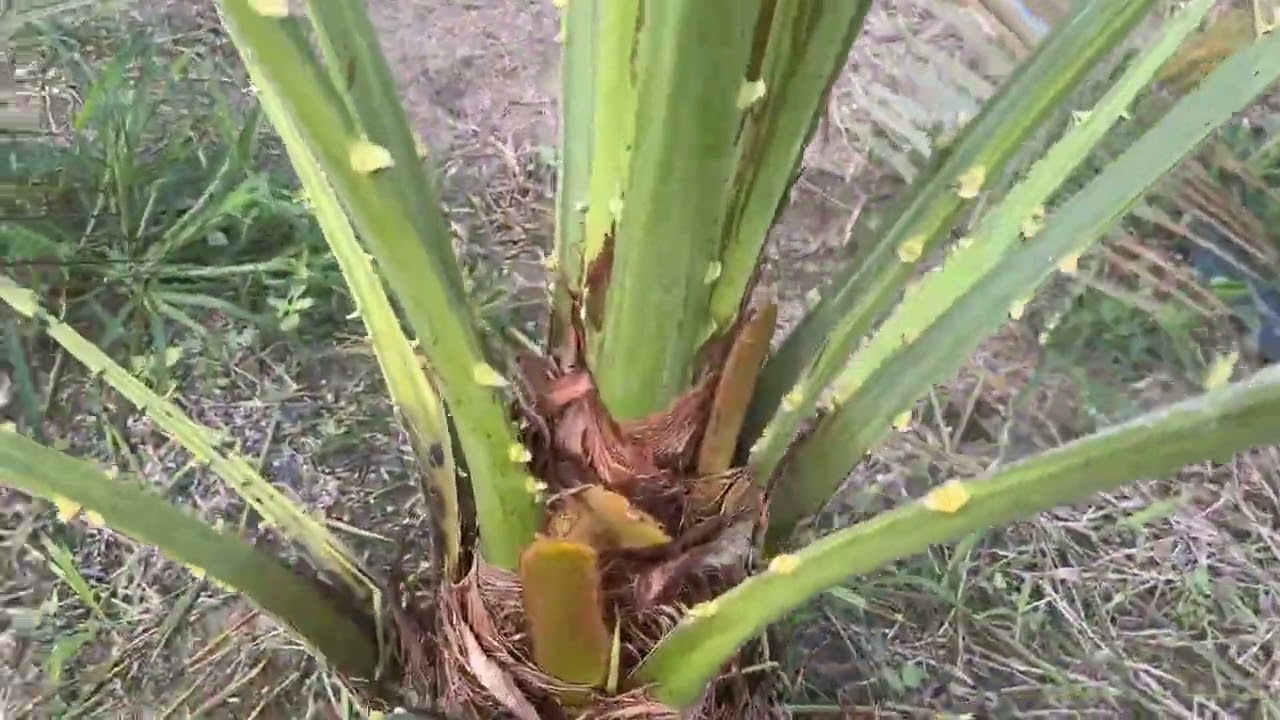 Đến hẹn lại lên 2026 bà con có ngu cầu liên hệ 0855572424