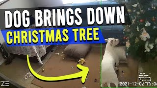 Curious Dog Brings Down the Christmas Tree by Trying to Grab Pieces of It