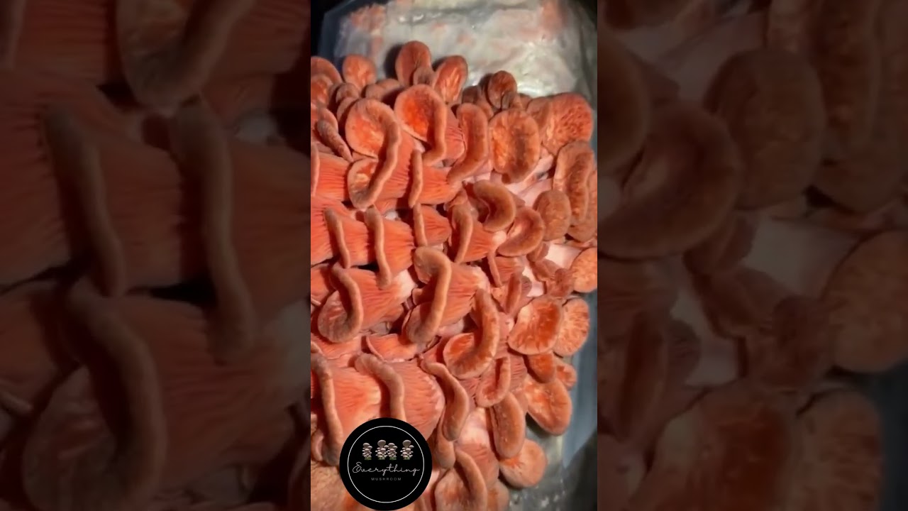 Mushroom of Love❤️ 