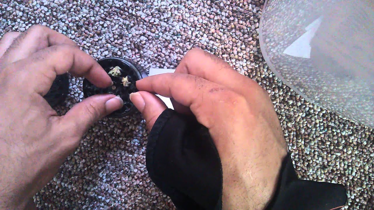 Roll up showcase #2: Bubba #3;) roll up sesh4subs