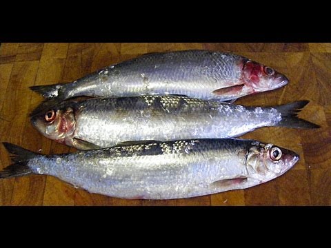 Video: Herring Dalam Pengisian Mustard