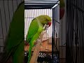 day - 71 Parrot ne bata diya VIRAL hone ka mantar 😂 | Cheen Tapak Dam Dam 🦜 #shorts #viral #ytshorts