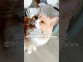 起きた時に周りに誰もいないとさみしいよね❓😿😢　#さみしい #ねこ動画 #猫のいる暮らし #ねこ部 #猫好きさんと繋がりたい #ねこ #munchkin #shorts