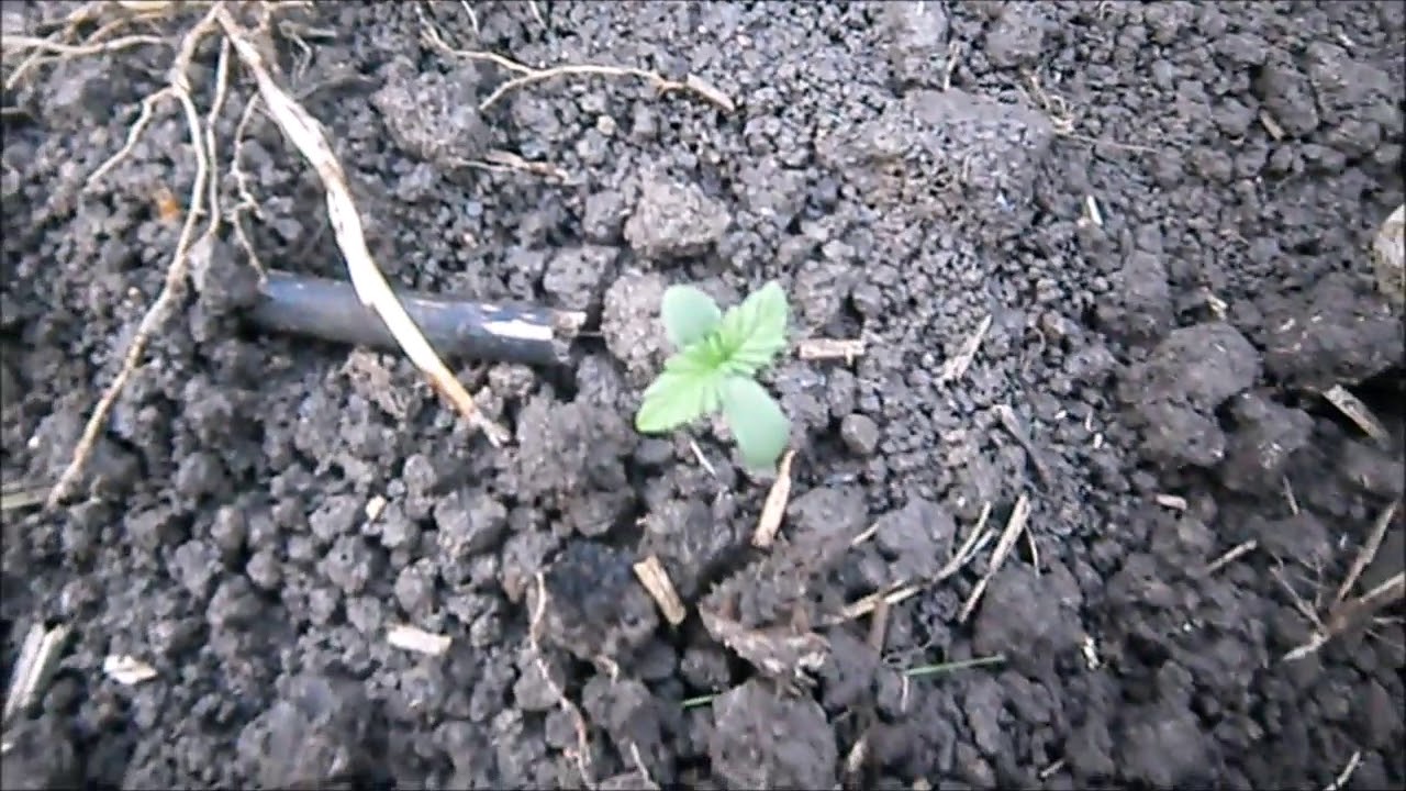 Марихуана в Ауте 26.06.2020 авто, Seeds Candy kush auto on the street!