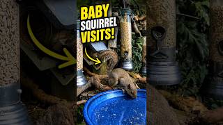 Baby Squirrel's First Visit to the Bird Feeder! 🐿️