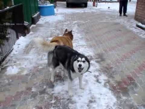 ВЯЗКА ХАСКИ ПЕРВЫЙ РАЗ - SEX WITH A HUSKY DOG