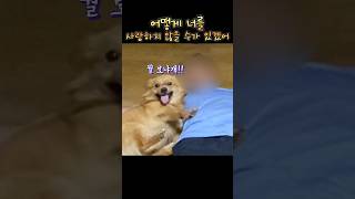 강아지를 사랑하게 되는 이유, 복돌이가 알려줍니다😊
